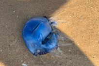قناديل البحر تُغادر شواطئ البلاد 